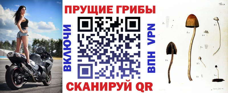 Псилоцибиновые грибы Cubensis  Купить  Кукмор 